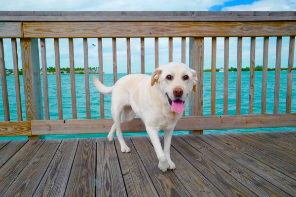 pet friendly Key West rental